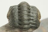 Bizarre Dicranurus Trilobite - Huge Specimen With Reedops #208196-8